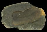 Neuropteris Fern Fossil - Mazon Creek #106046-1